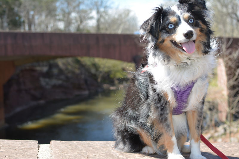 Caring for a Mini Australian Shepherd