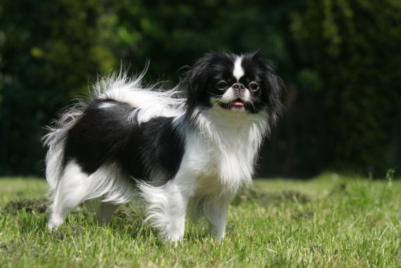 Japanese chin stuffed clearance animal