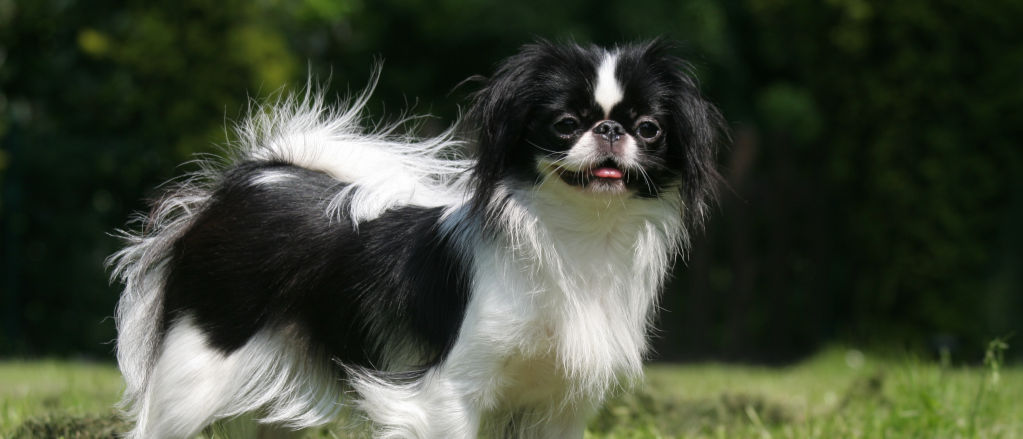 A Japanese Chin turns to look over their right shoulder.