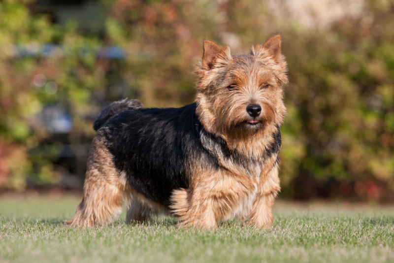 are norwich terriers aggressive