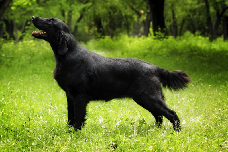 Flat coat retriever clearance weight