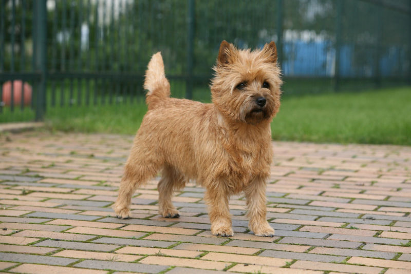 do cairn terriers run away