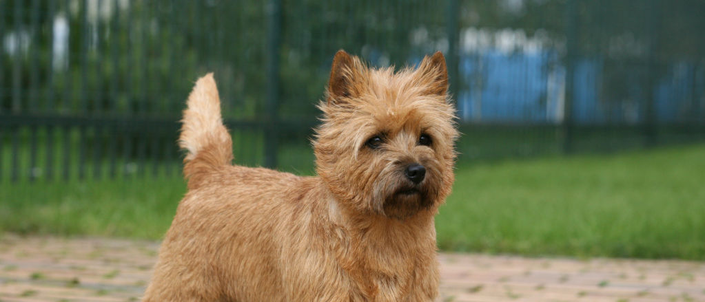 A Cairn Terrier stands on a brick patio in a fenced backyard.