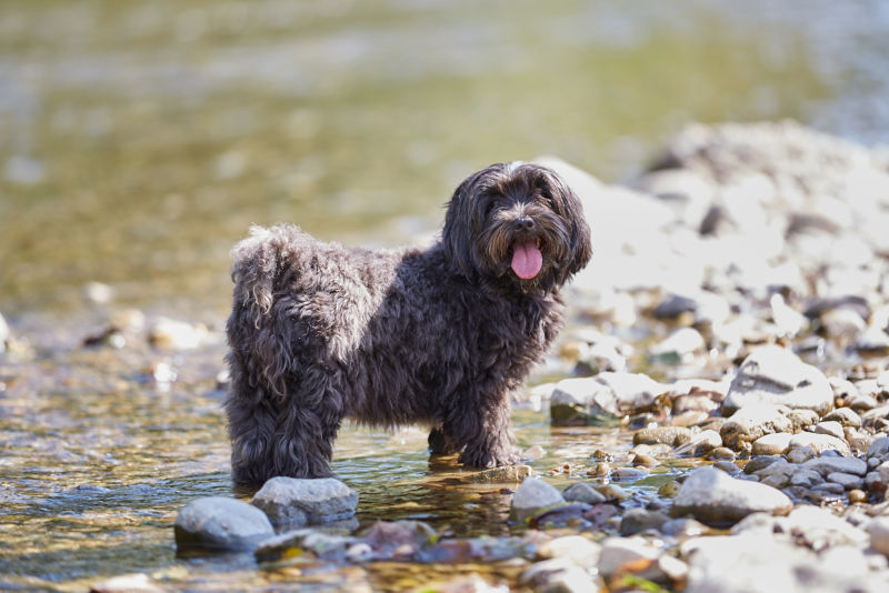 Havanese dog outlet long hair dogs