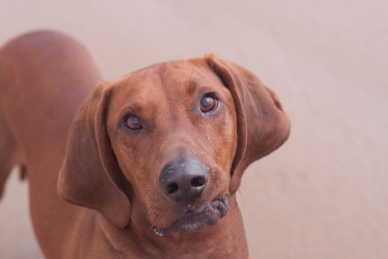 red hound puppies