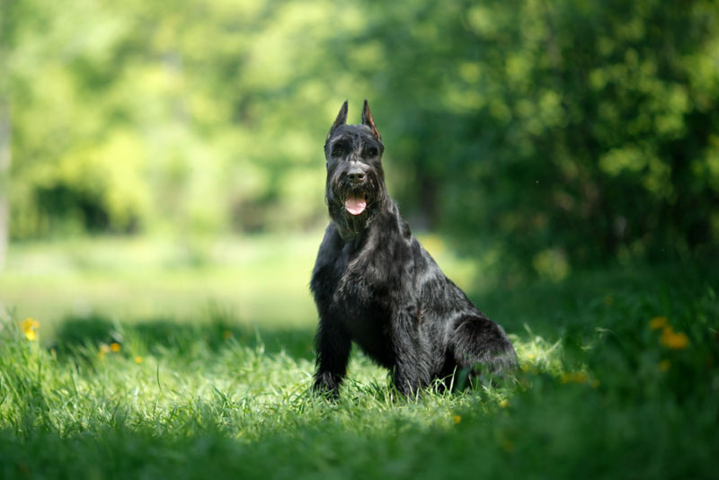 what shoukd a 3 month old gaint schnauzer weigh