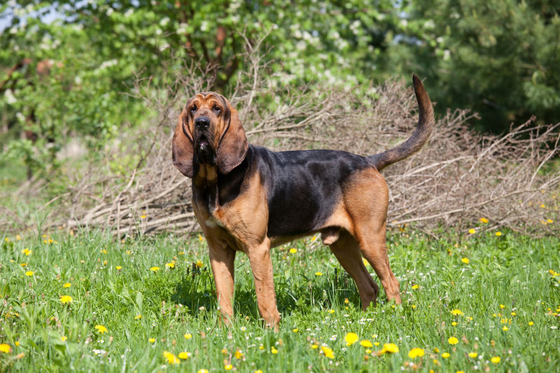 At What Age Is A Bloodhound Full Grown