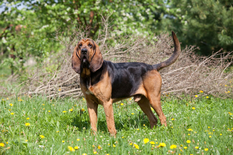 Show me pictures 2024 of a bloodhound