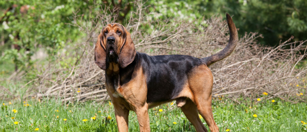 A Bloodhound pauses in a dandelion-spotted field.