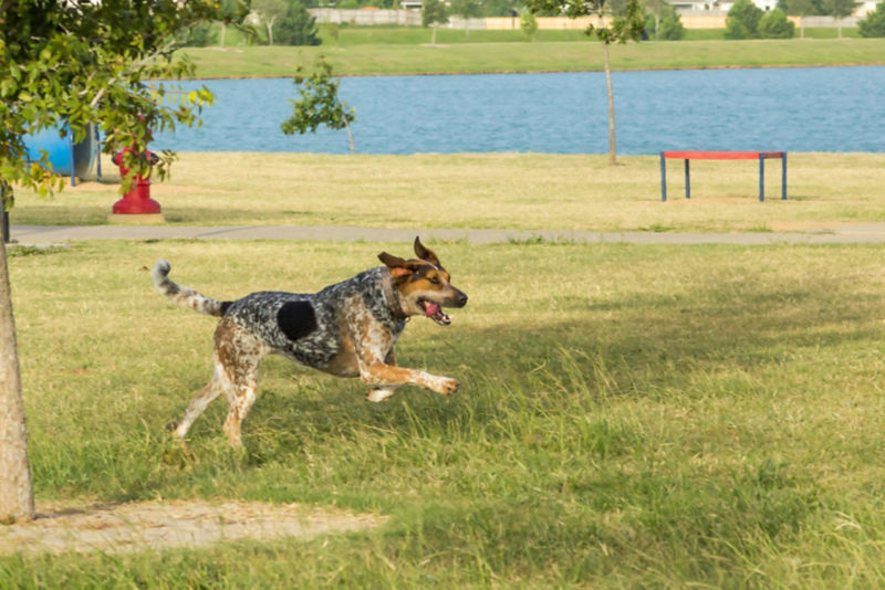 Blue tick bird sales dog