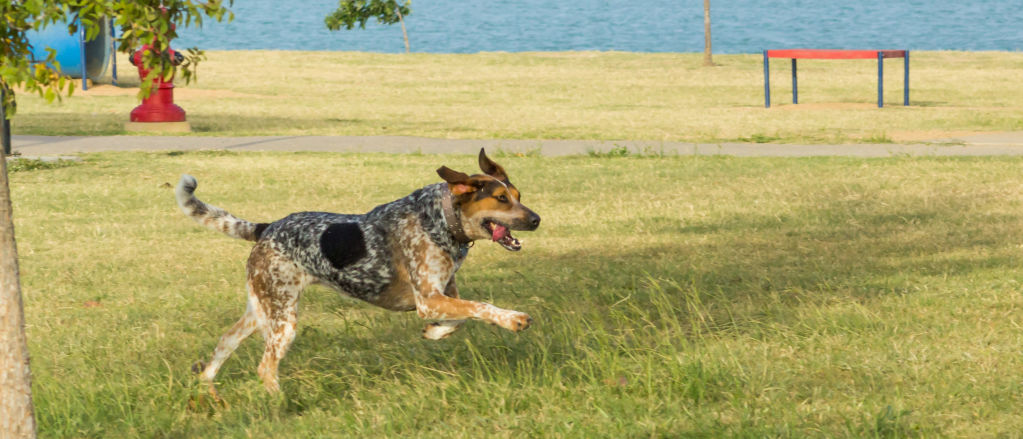 A Bluetick Coonhound run through a park.