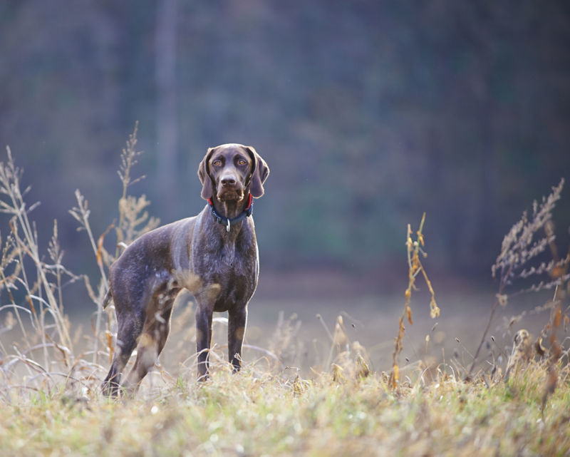 German Shorthaired Pointer - All About Dogs | Orvis