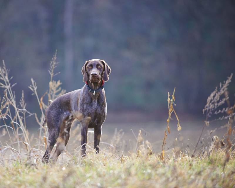 Best brush for german shorthaired sale pointers