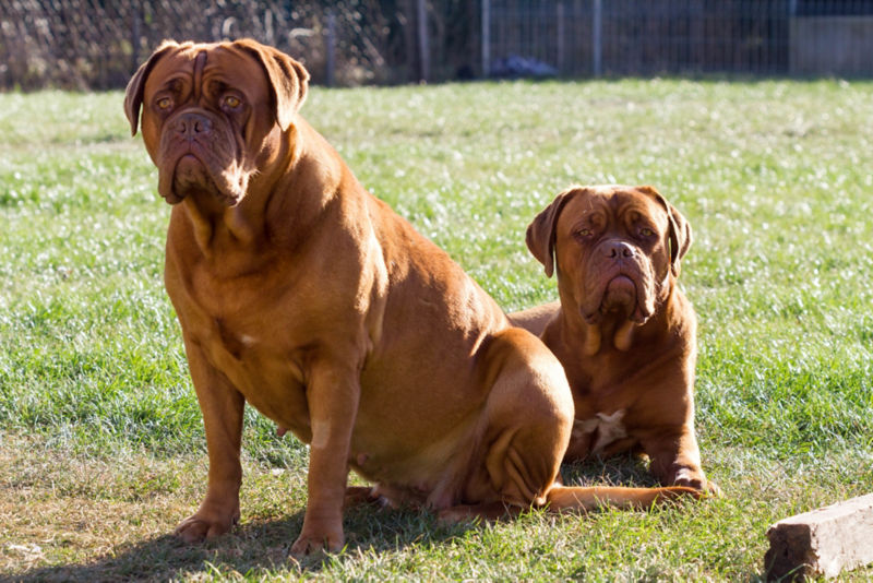 French hot sale mastiff aggressive