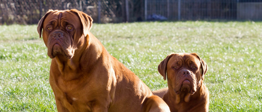 Two Dogues de Bordeaux relax in a yard.