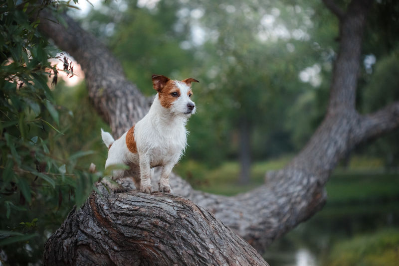 are jack russell dogs concidered aggressive breed