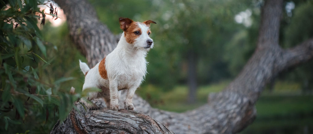 A brown and white Russell Terrier sits on a low tree branch.