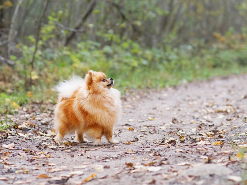 are pomeranians good guard dogs