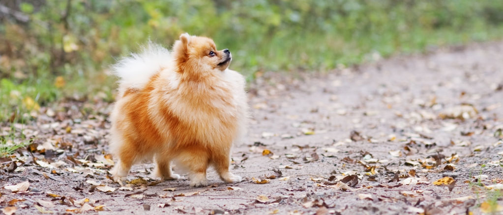 A tiny pomeranian stands on dry leaves on a dirt road.