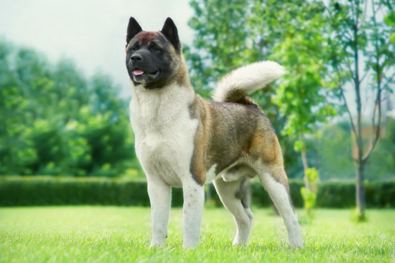 Akita All About Dogs Orvis