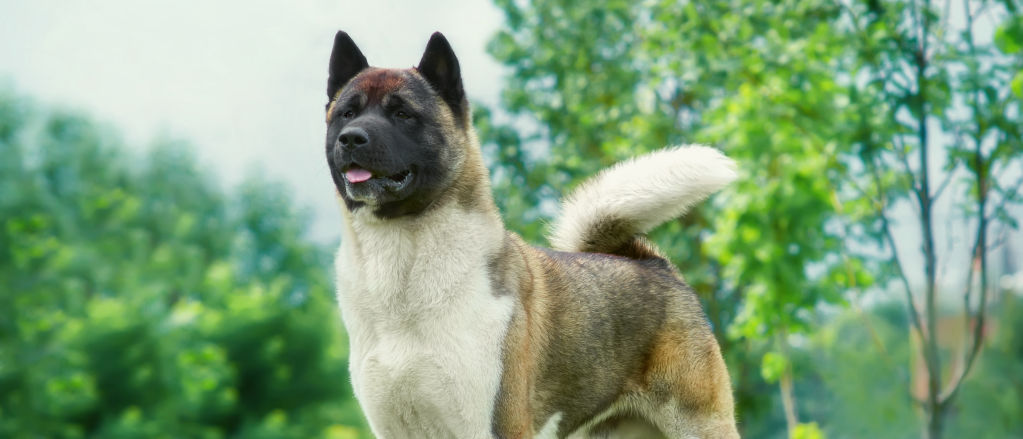 A tri-colored Akita poses on a lawn in front of small green trees.