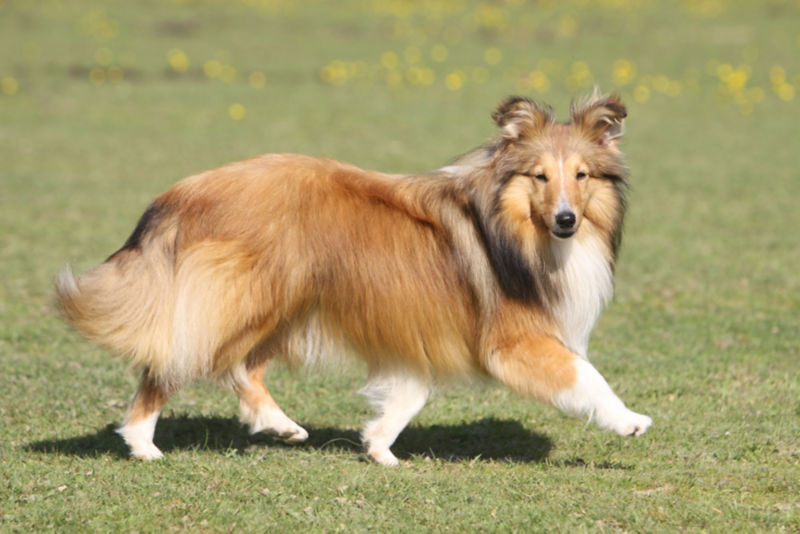 does the shetland sheepdog love children