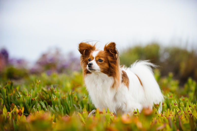 at what age is a papillon full grown