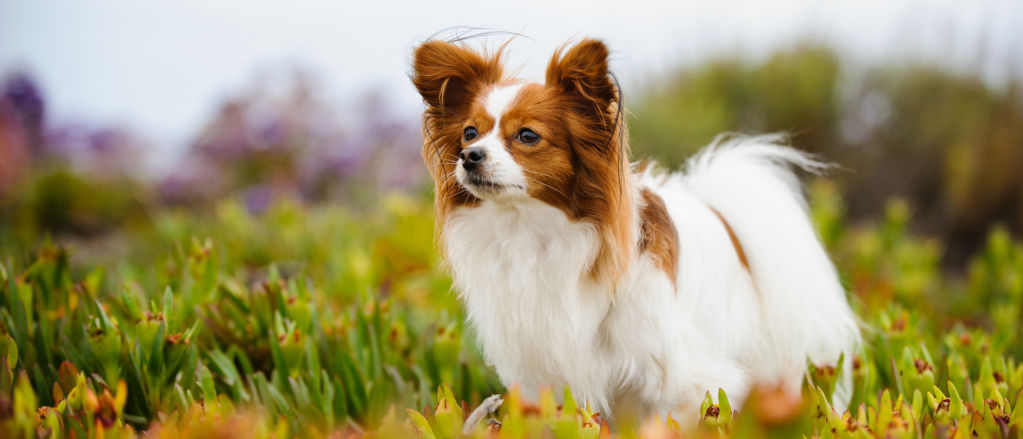 A papillon stands amid flowers growing in a field.