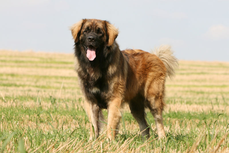 Leonberger - All About Dogs