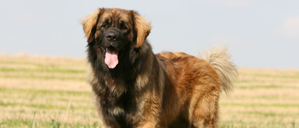A Leonberger stands in a recently-mown hayfield.