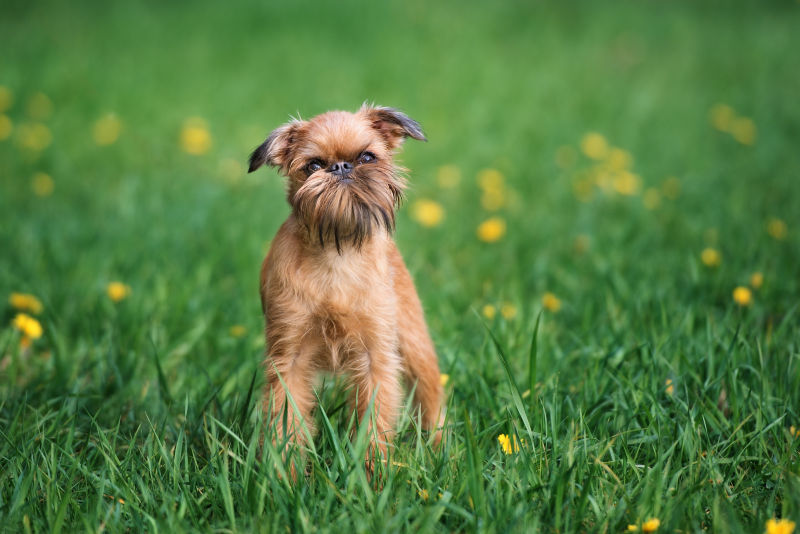 Large brussels sale griffon