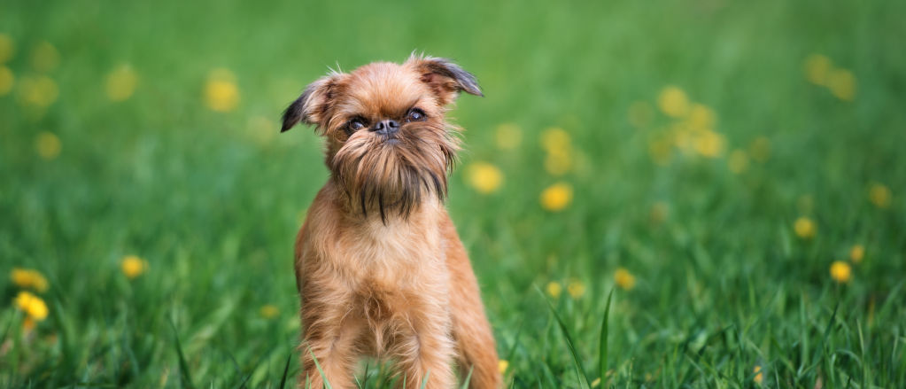 A Brussels Griffon stands on a long green lawn spotted with dandelions.