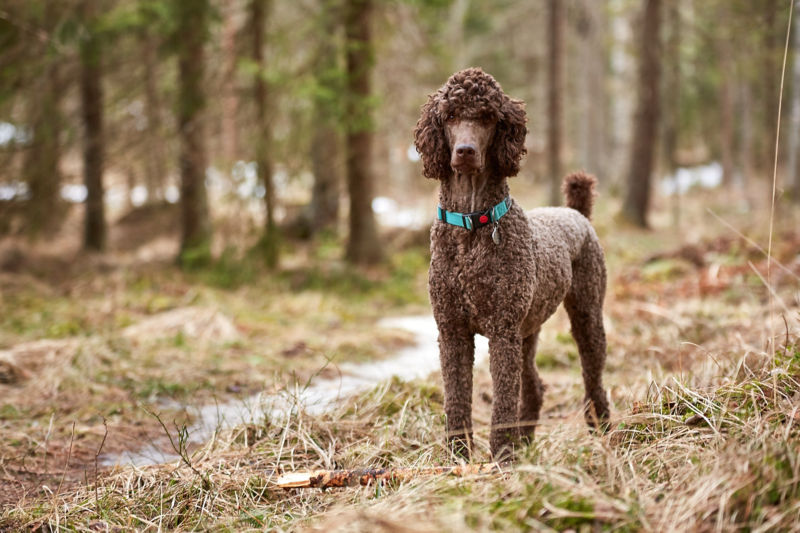 can standard poodle live outside?