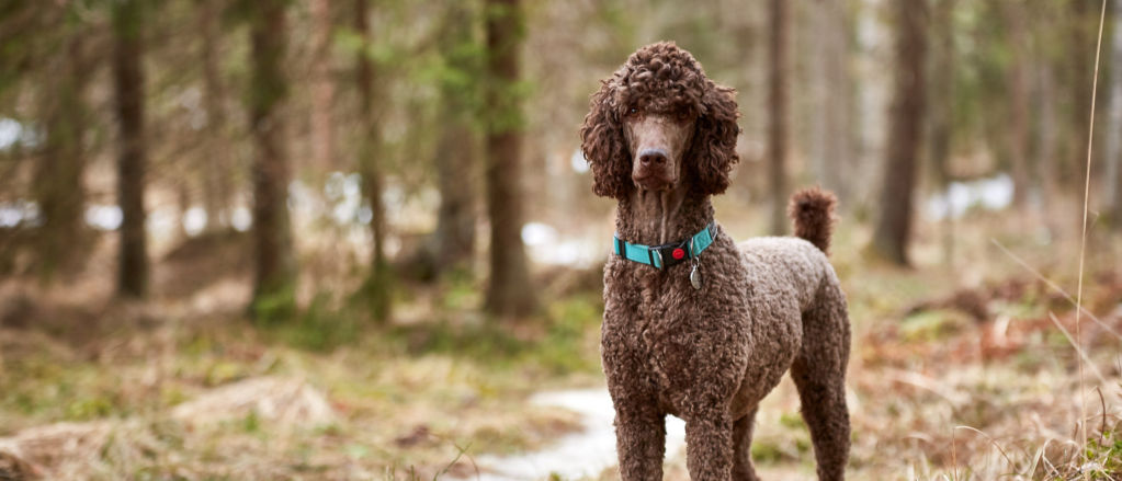 25 Reasons Why Toy Poodles Are the Best - Always Pets