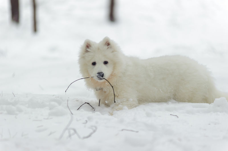 An American Eskimo Dog lays in the snow playing with twigs.
