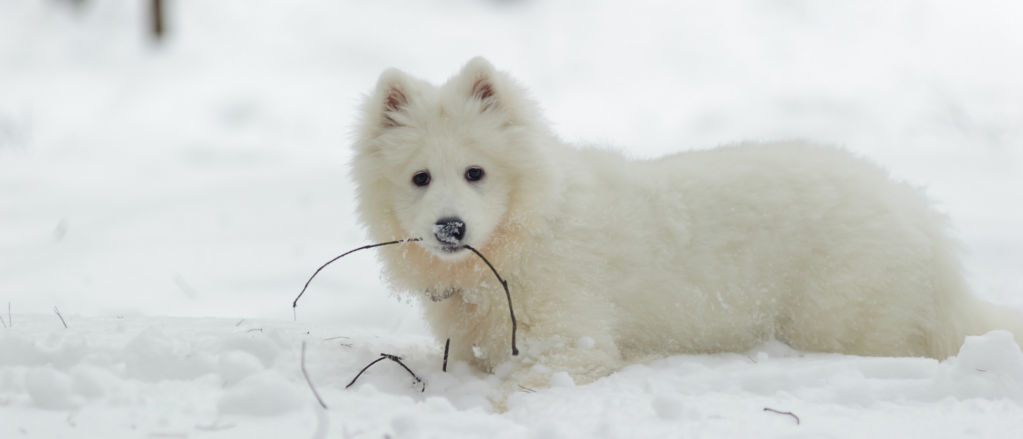 An American Eskimo Dog lays in the snow playing with twigs.