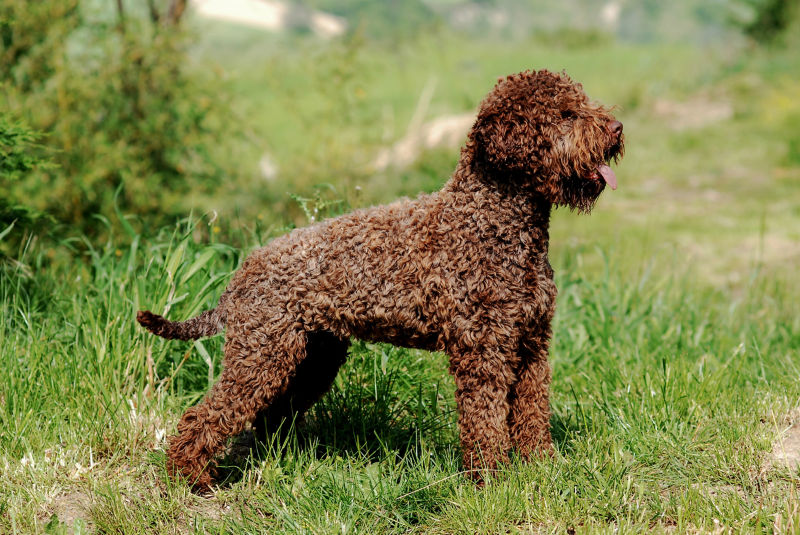 are lagotto romagnolo aggressive