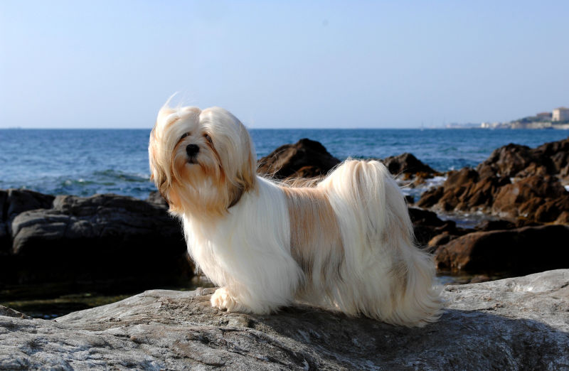 is a lhasa apso a good family dog