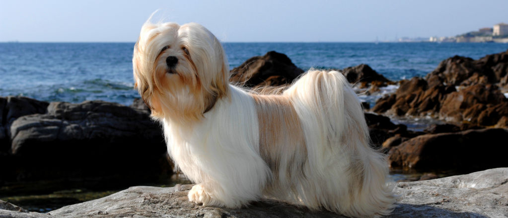 A Lhasa Apso stands on rocks next to the ocean.