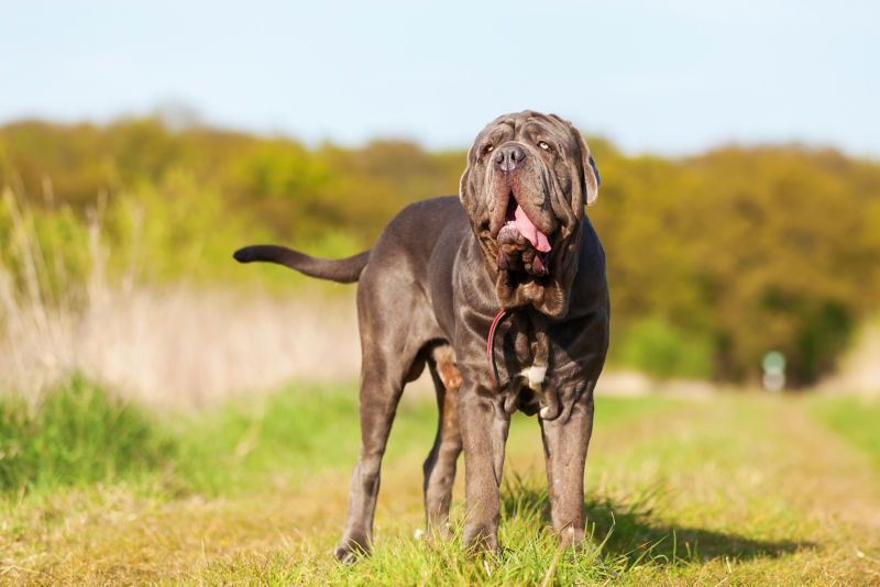 why do mastiffs have loose skin