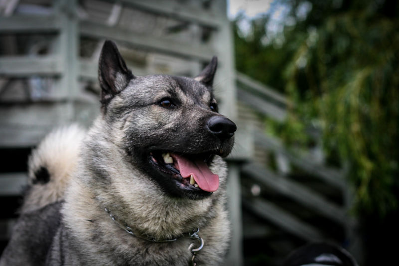 are norwegian elkhounds too small