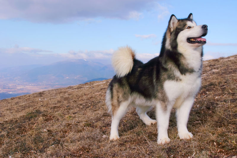 can you have an alaskan malamute in warm weather