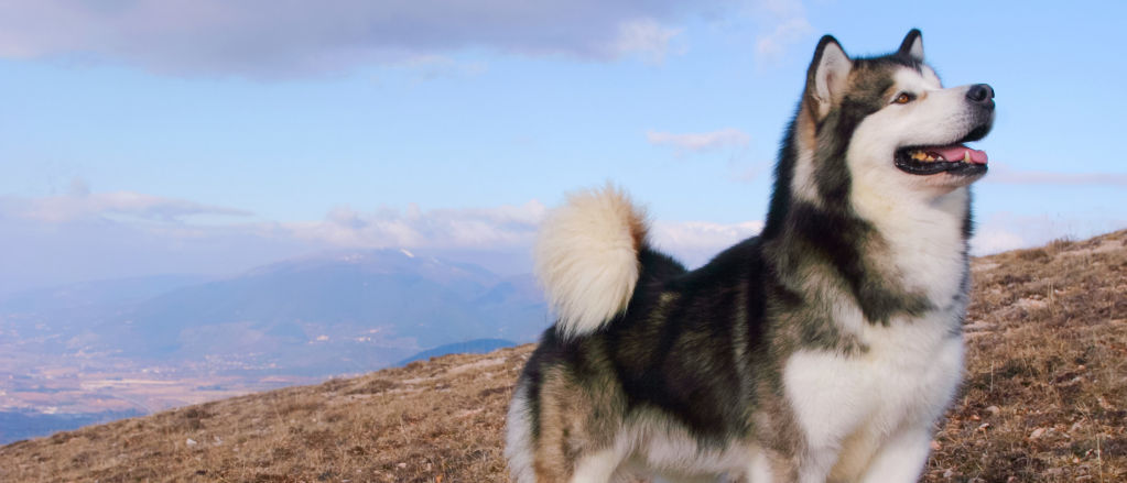 An Alaskan Malamute pauses on the side of a hill covered in dry grass.