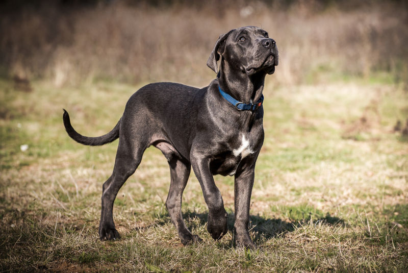 Cane Corso Dog Breed Details - My Dog's Name