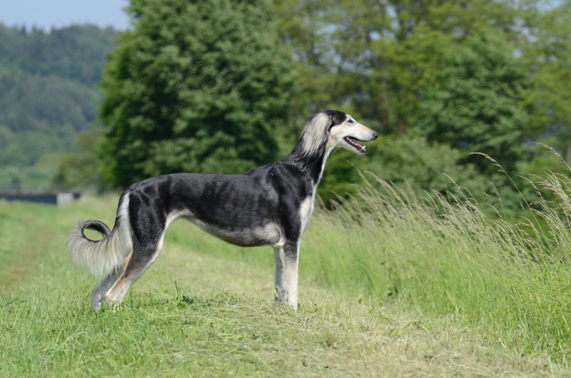 do saluki dogs get along with other dogs