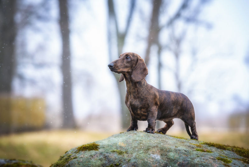 how cold is too cold for a dachshund