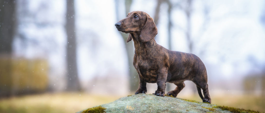 A small dachshund stands on a lichen-covered boulder.
