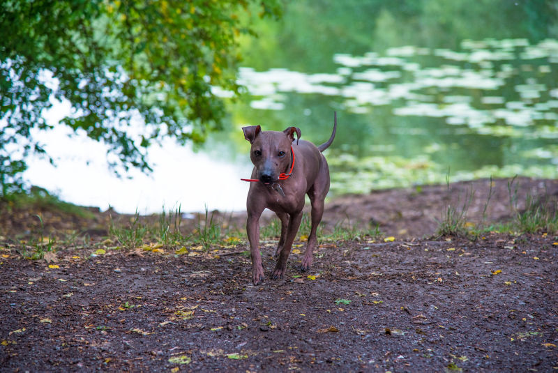 does the american hairless terrier love children