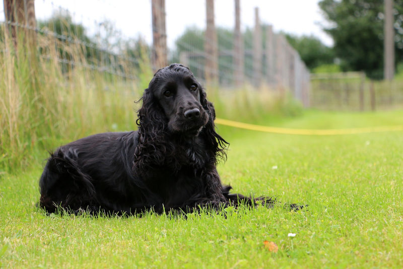 Field spaniel hot sale weight