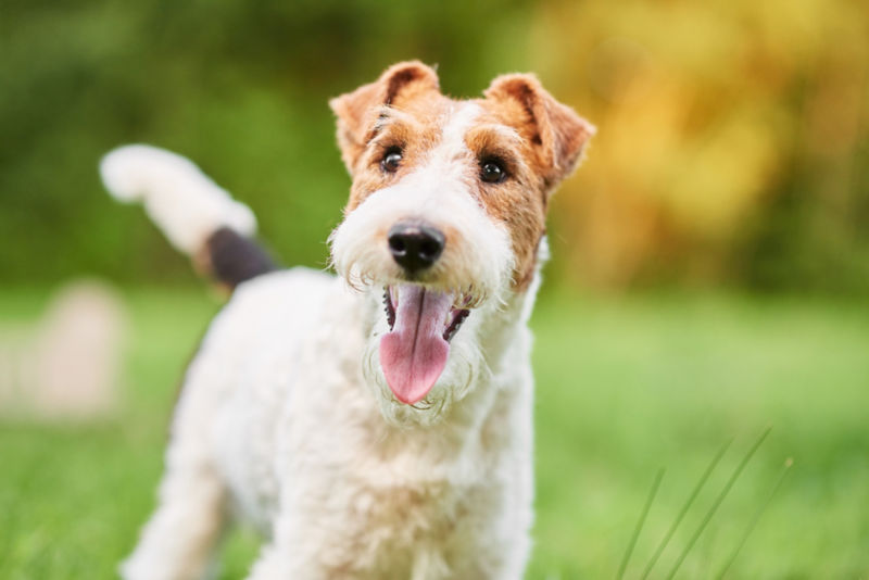 Wire Haired Terrier with Bright Blue Eyes - wide 4